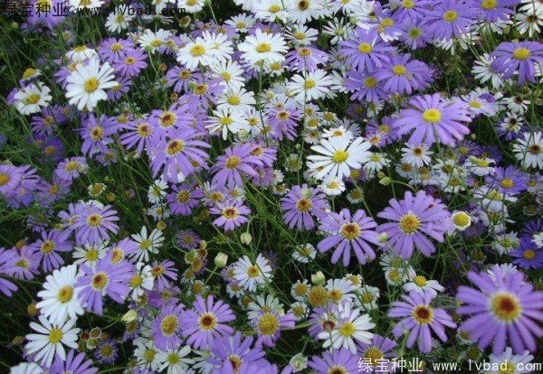 <a href='http://www.njszjj.com/caohuazhongzi/1633.html' target='_blank'>五色菊種子</a>
