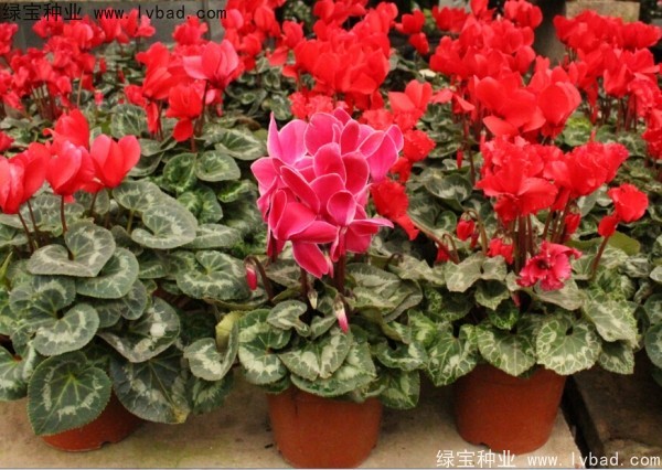 <a href='http://www.njszjj.com/caohuazhongzi/1637.html' target='_blank'>仙客來</a><a href='http://www.njszjj.com/' target='_blank'>種子</a>