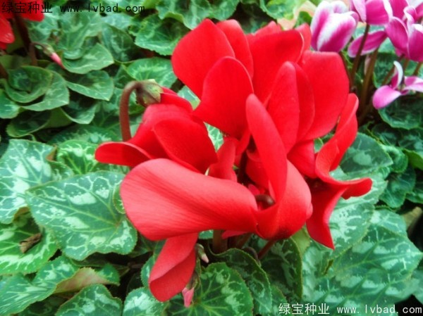 仙客來<a href='http://www.njszjj.com/' target='_blank'>種子</a>