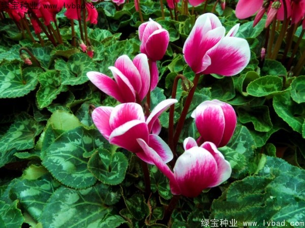 <a href='http://www.njszjj.com/caohuazhongzi/1637.html' target='_blank'>仙客來</a><a href='http://www.njszjj.com/' target='_blank'>種子</a>