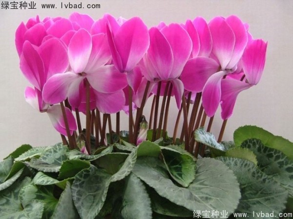 <a href='http://www.njszjj.com/caohuazhongzi/1637.html' target='_blank'>仙客來種子</a>