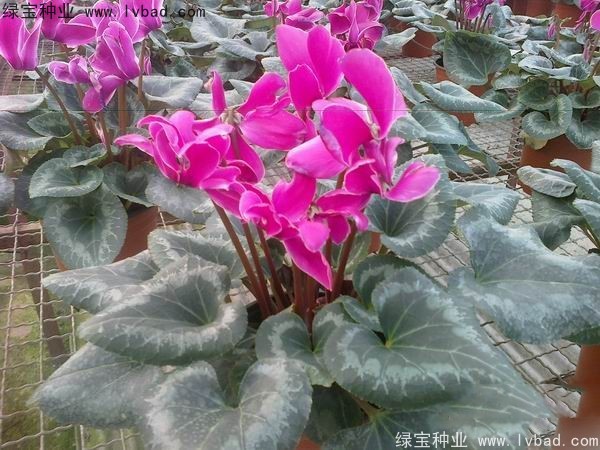 <a href='http://www.njszjj.com/caohuazhongzi/1637.html' target='_blank'>仙客來種子</a>