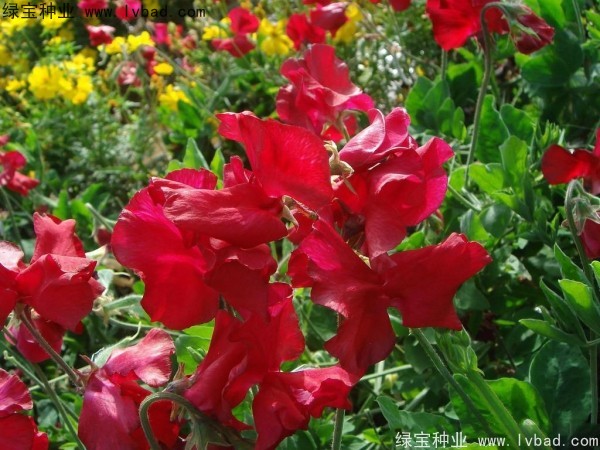 <a href='http://www.njszjj.com/caohuazhongzi/1638.html' target='_blank'>香豌豆種子</a>
