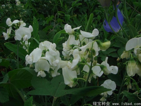 <a href='http://www.njszjj.com/caohuazhongzi/1638.html' target='_blank'>香豌豆</a><a href='http://www.njszjj.com/' target='_blank'>種子</a>