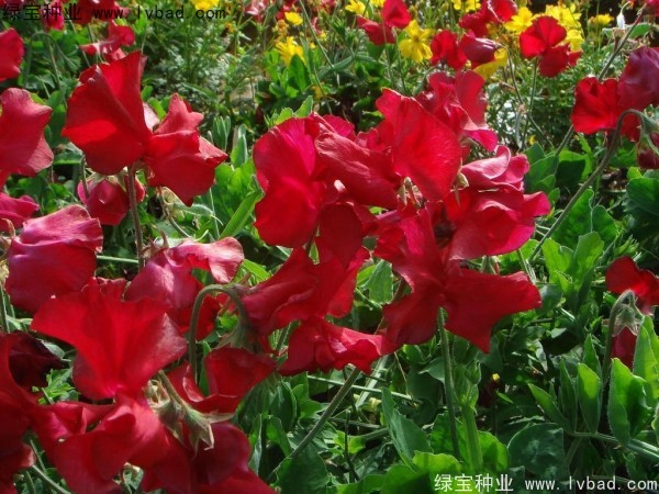 <a href='http://www.njszjj.com/caohuazhongzi/1638.html' target='_blank'>香豌豆種子</a>