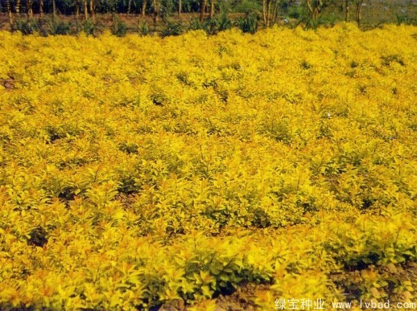 繡線菊<a href='http://www.njszjj.com/' target='_blank'>種子</a>