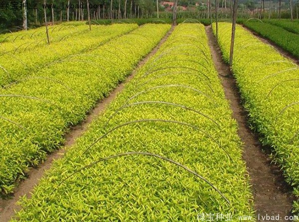 <a href='http://www.njszjj.com/caohuazhongzi/1644.html' target='_blank'>繡線菊種子</a>