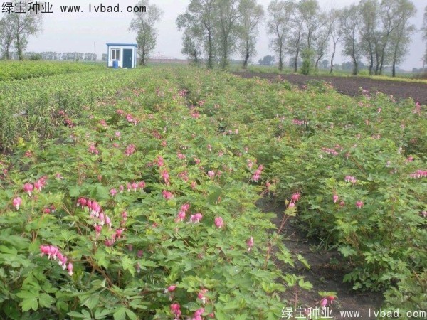 <a href='http://www.njszjj.com/caohuazhongzi/1644.html' target='_blank'>繡線菊種子</a>