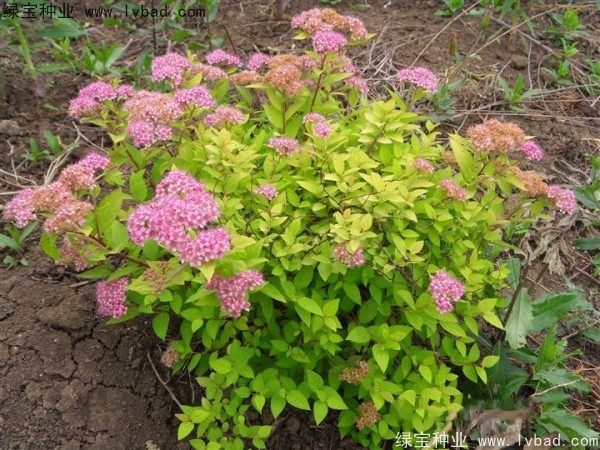 <a href='http://www.njszjj.com/caohuazhongzi/1644.html' target='_blank'>繡線菊</a><a href='http://www.njszjj.com/' target='_blank'>種子</a>