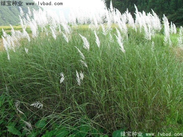 <a href='http://www.njszjj.com/caohuazhongzi/1647.html' target='_blank'>野芒草種子</a>