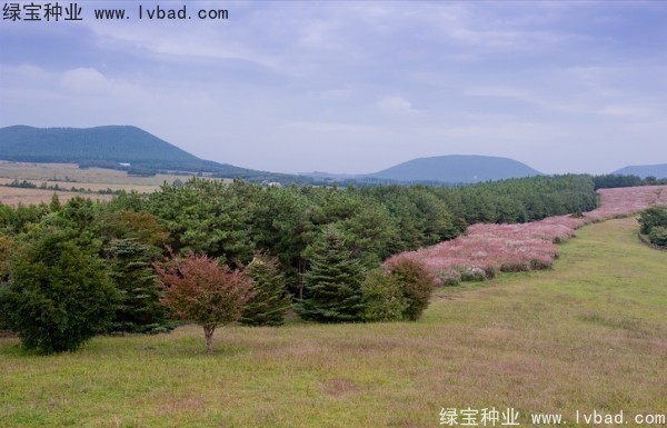 <a href='http://www.njszjj.com/caohuazhongzi/1647.html' target='_blank'>野芒草種子</a>