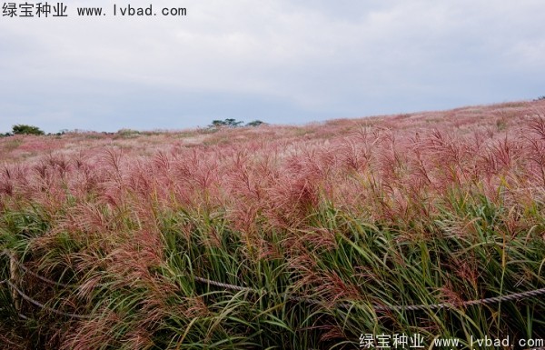 <a href='http://www.njszjj.com/caohuazhongzi/1647.html' target='_blank'>野芒草種子</a>