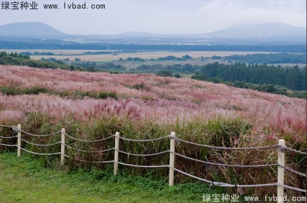 <a href='http://www.njszjj.com/caohuazhongzi/1647.html' target='_blank'>野芒草</a><a href='http://www.njszjj.com/' target='_blank'>種子</a>