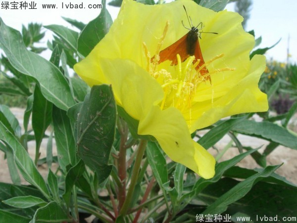 <a href='http://www.njszjj.com/caohuazhongzi/1649.html' target='_blank'>夜來香種子</a>
