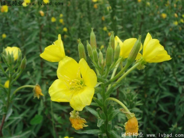 <a href='http://www.njszjj.com/caohuazhongzi/1649.html' target='_blank'>夜來香種子</a>