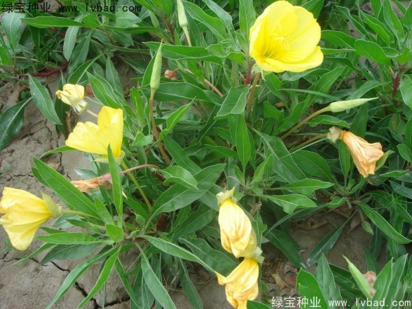 <a href='http://www.njszjj.com/caohuazhongzi/1649.html' target='_blank'>夜來香</a><a href='http://www.njszjj.com/' target='_blank'>種子</a>