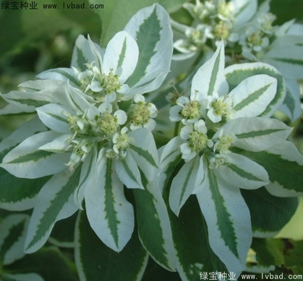 <a href='http://www.njszjj.com/caohuazhongzi/1651.html' target='_blank'>銀邊翠</a>