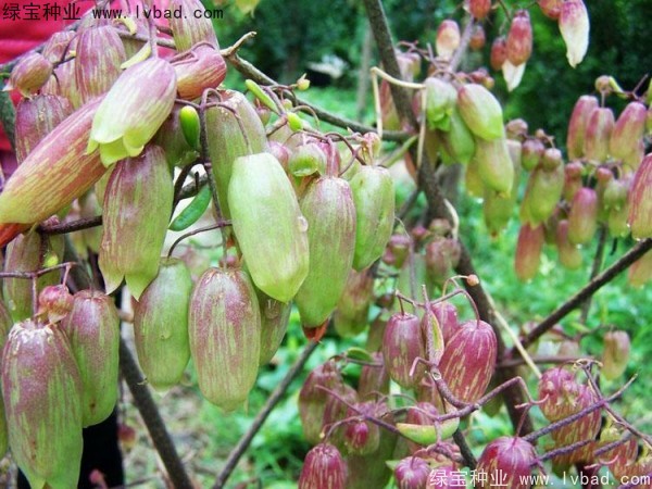 <a href='http://www.njszjj.com/caohuazhongzi/1654.html' target='_blank'>長壽花</a>
