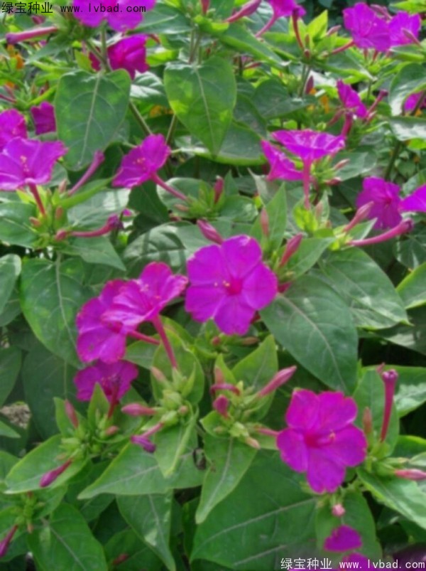 紫茉莉<a href='http://www.njszjj.com/' target='_blank'>種子</a>