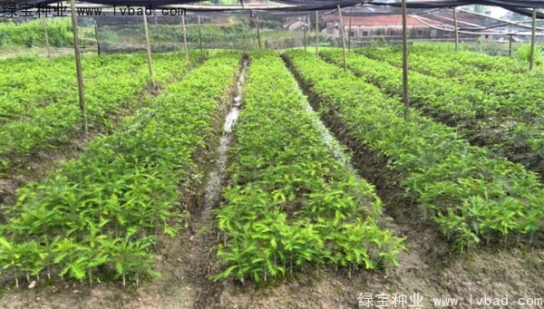 <a href='http://www.njszjj.com/linmuzhongzi/2194.html' target='_blank'>香榧種子</a>