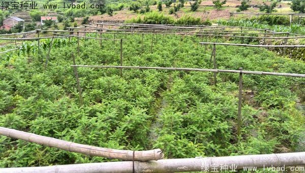 <a href='http://www.njszjj.com/linmuzhongzi/2194.html' target='_blank'>香榧種子</a>