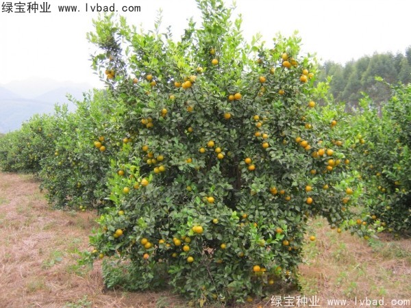 <a href='http://www.njszjj.com/linmuzhongzi/2195.html' target='_blank'>橄欖種子</a>