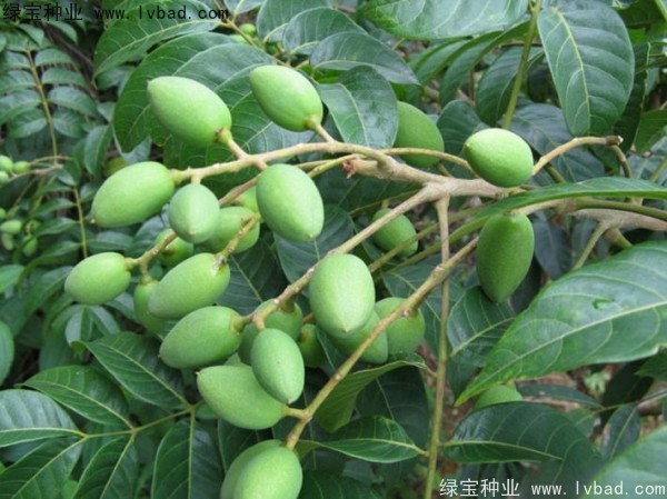 <a href='http://www.njszjj.com/linmuzhongzi/2195.html' target='_blank'>橄欖種子</a>