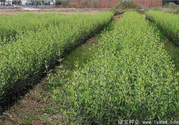 <a href='http://www.njszjj.com/linmuzhongzi/2195.html' target='_blank'>橄欖種子</a>