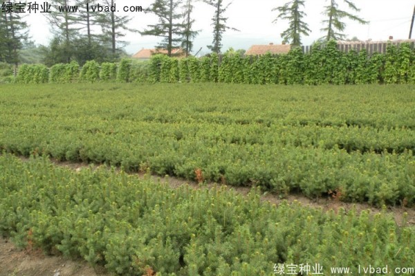 <a href='http://www.njszjj.com/linmuzhongzi/2196.html' target='_blank'>紅松種子</a>