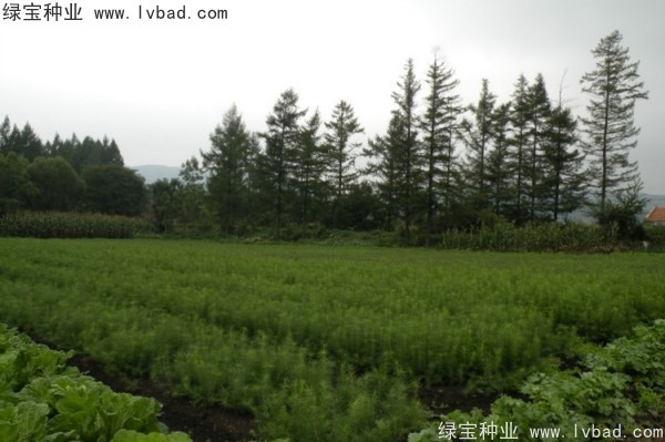 <a href='http://www.njszjj.com/linmuzhongzi/2196.html' target='_blank'>紅松</a><a href='http://www.njszjj.com/' target='_blank'>種子</a>