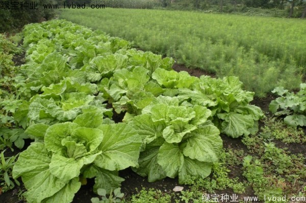 <a href='http://www.njszjj.com/linmuzhongzi/2196.html' target='_blank'>紅松</a>種子
