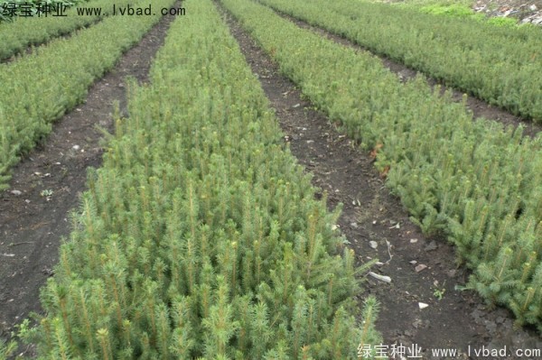 <a href='http://www.njszjj.com/linmuzhongzi/2196.html' target='_blank'>紅松種子</a>
