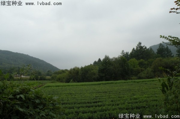 <a href='http://www.njszjj.com/linmuzhongzi/2196.html' target='_blank'>紅松種子</a>