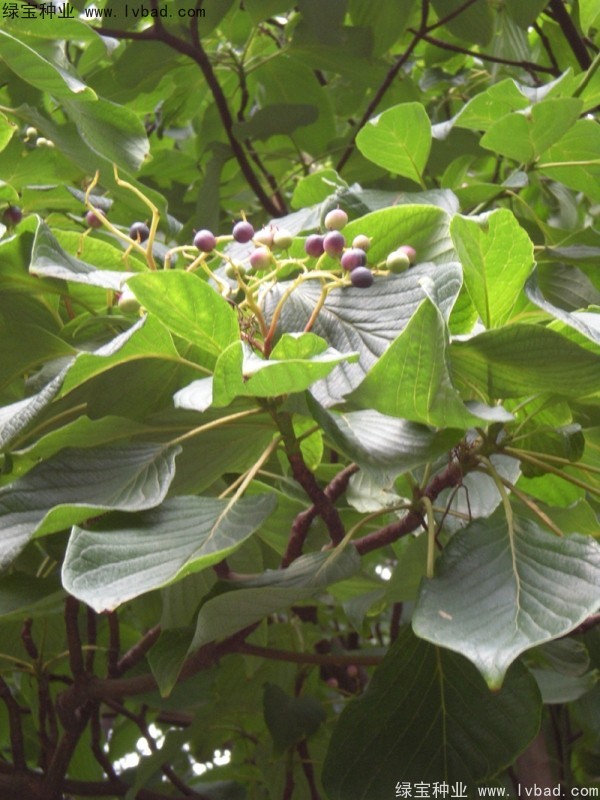 <a href='http://www.njszjj.com/linmuzhongzi/2197.html' target='_blank'>燈臺樹種子</a>