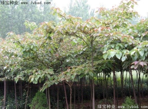 <a href='http://www.njszjj.com/linmuzhongzi/2197.html' target='_blank'>燈臺樹種子</a>