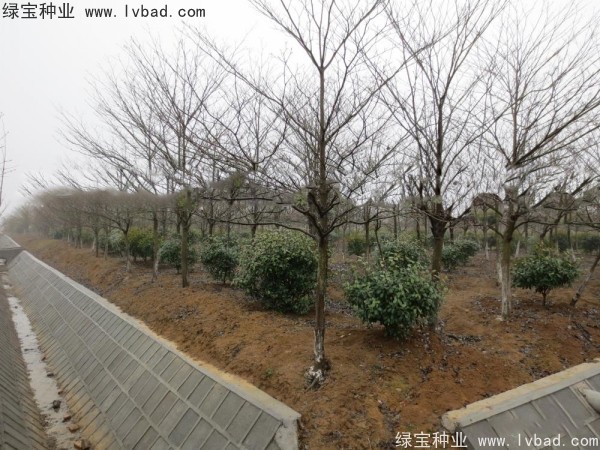 <a href='http://www.njszjj.com/linmuzhongzi/2197.html' target='_blank'>燈臺樹種子</a>