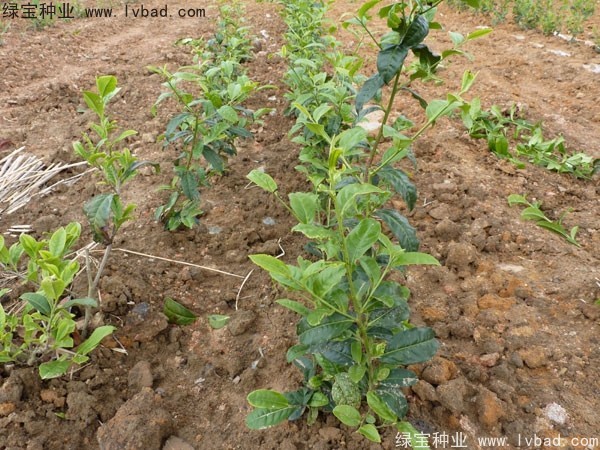 <a href='http://www.njszjj.com/linmuzhongzi/2198.html' target='_blank'>茶樹(shù)種子</a>
