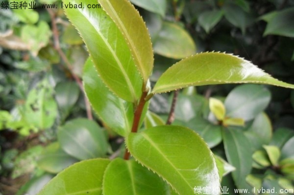 <a href='http://www.njszjj.com/linmuzhongzi/2198.html' target='_blank'>茶樹(shù)種子</a>