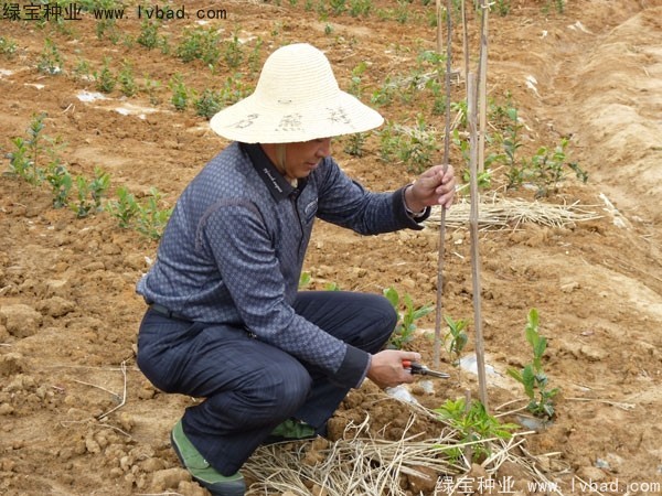 <a href='http://www.njszjj.com/linmuzhongzi/2198.html' target='_blank'>茶樹(shù)種子</a>