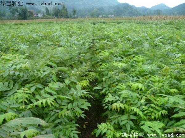 <a href='http://www.njszjj.com/linmuzhongzi/2199.html' target='_blank'>黃柏種子</a>