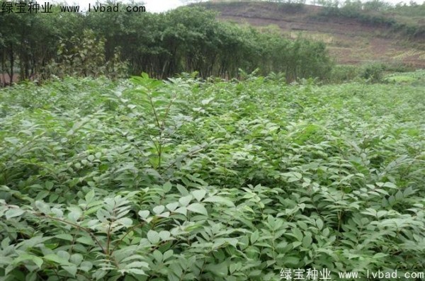 <a href='http://www.njszjj.com/linmuzhongzi/2199.html' target='_blank'>黃柏</a><a href='http://www.njszjj.com/' target='_blank'>種子</a>