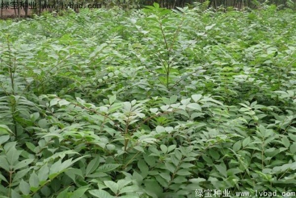 <a href='http://www.njszjj.com/linmuzhongzi/2199.html' target='_blank'>黃柏</a><a href='http://www.njszjj.com/' target='_blank'>種子</a>