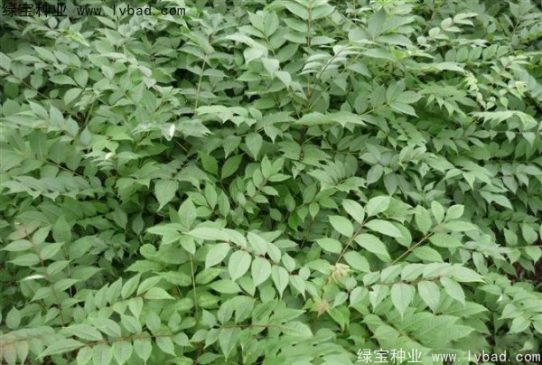 <a href='http://www.njszjj.com/linmuzhongzi/2199.html' target='_blank'>黃柏種子</a>