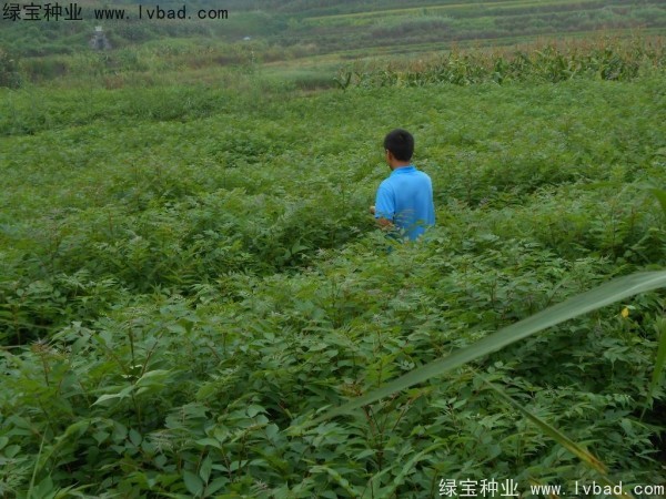 <a href='http://www.njszjj.com/linmuzhongzi/2199.html' target='_blank'>黃柏</a><a href='http://www.njszjj.com/' target='_blank'>種子</a>