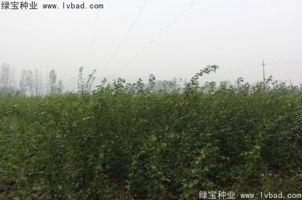 <a href='http://www.njszjj.com/linmuzhongzi/2200.html' target='_blank'>青榨槭種子</a>