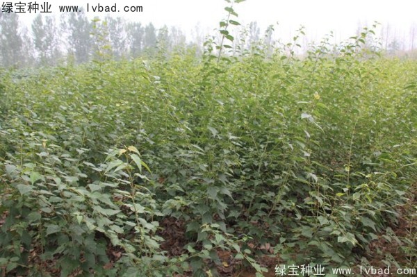 <a href='http://www.njszjj.com/linmuzhongzi/2200.html' target='_blank'>青榨槭種子</a>