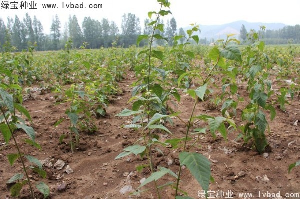 <a href='http://www.njszjj.com/linmuzhongzi/2200.html' target='_blank'>青榨槭</a><a href='http://www.njszjj.com/' target='_blank'>種子</a>
