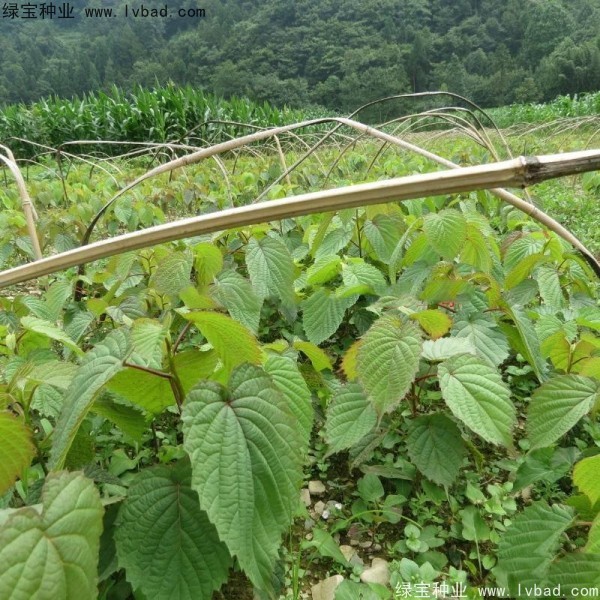 <a href='http://www.njszjj.com/linmuzhongzi/2203.html' target='_blank'>珙桐種子</a>
