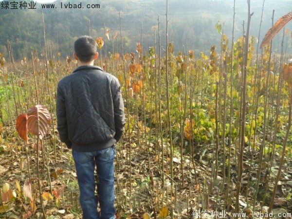 <a href='http://www.njszjj.com/linmuzhongzi/2203.html' target='_blank'>珙桐種子</a>