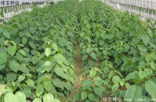 <a href='http://www.njszjj.com/linmuzhongzi/2203.html' target='_blank'>珙桐</a><a href='http://www.njszjj.com/' target='_blank'>種子</a>
